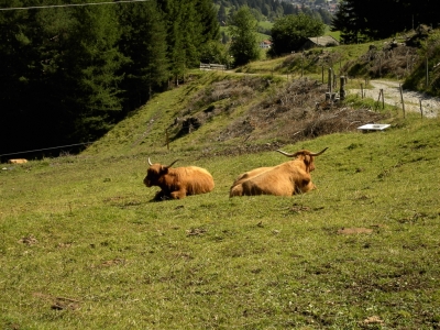 glückliche Kühe in Heiterwang
