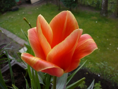 Tulpe