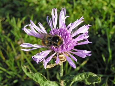 Hummel auf lila Blüte