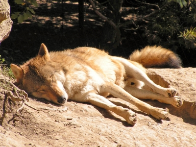 schlafender Wolf in der Sonne