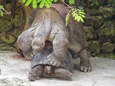 Riesenschildkröten bei der Paarung