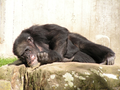 liegend denkender Schimpanse