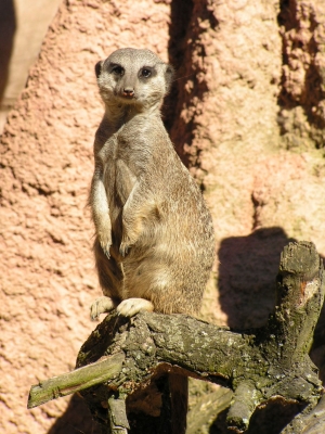 Erdmännchen auf Ast