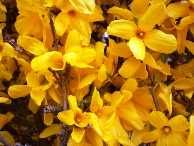 Forsythien