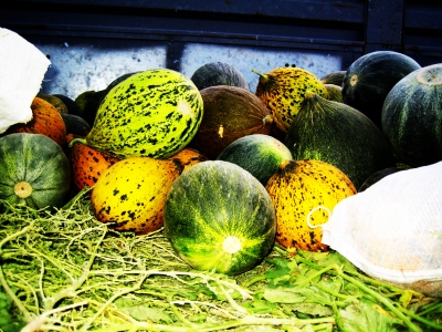 Wassermelonen aus der Türkei