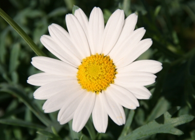 Margeriten-Blüte