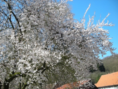 Baumblüte 1