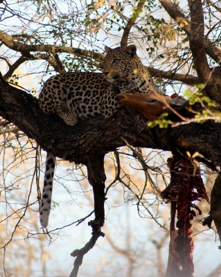 Leopard beim Fressen