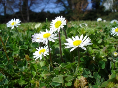 es ist Frühling