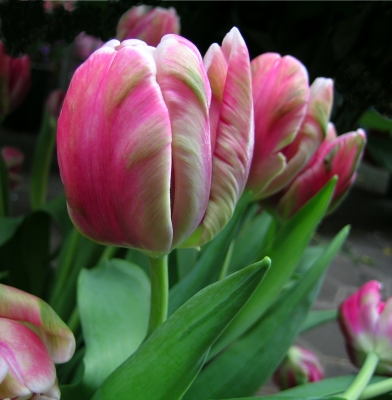 eine ganz besondere Sorte Tulpen . . .