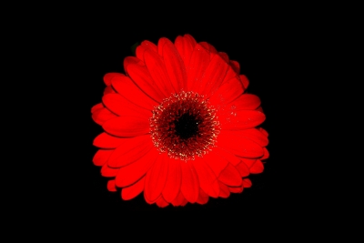 Gerbera 5