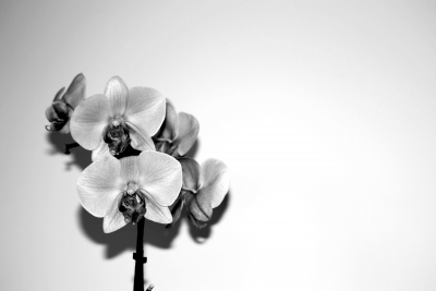 sw Orchidee