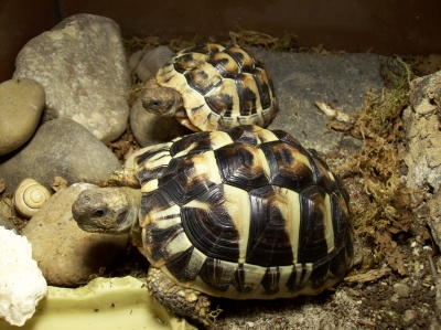 zwei Schildkröten