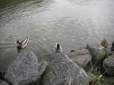 Enten auf dem Main / 5