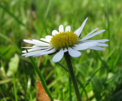 Gänseblümchen-2