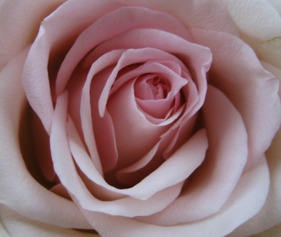 Rose - einfach wunderschön.