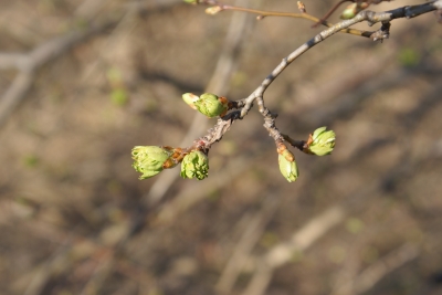 Frühling