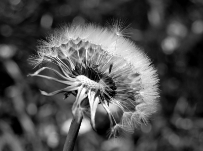 pusteblume im wind in S/W