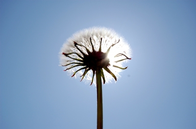 pusteblume vor der sonne