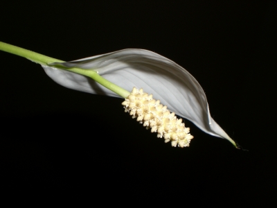 Blüte weiß