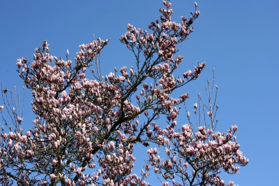 Frühlingsbaum 11
