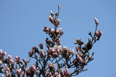 Frühlingsbaum 12
