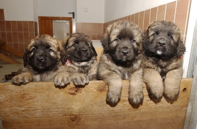 leonberger01