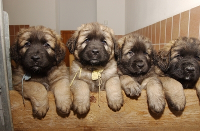 leonberger02