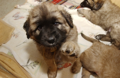 leonberger06