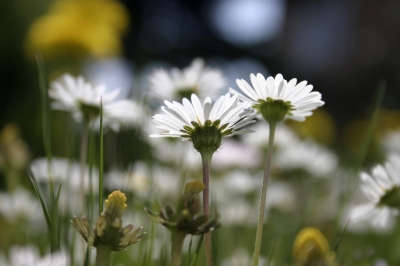 Gänseblümchen