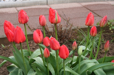 Rote Tulpen im Regen