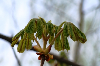 Die Natur erwacht