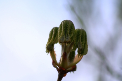 Die Natur erwacht