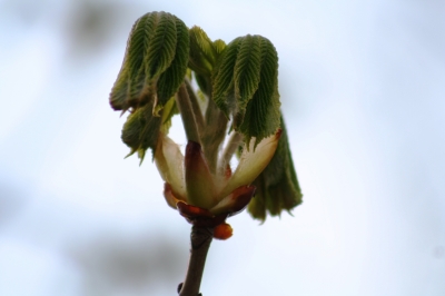 Die Natur erwacht