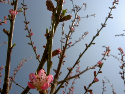 Die Natur erwacht