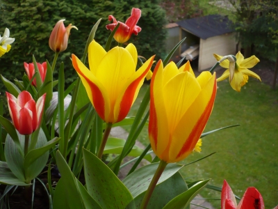 Tulpen