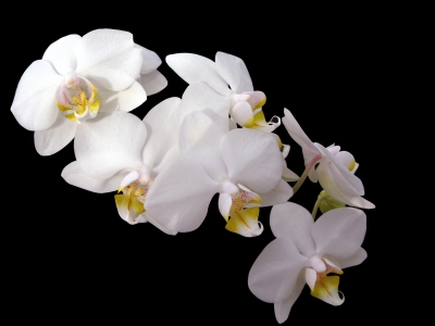 Weisser Orchideentraum