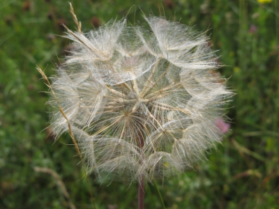 Pusteblume