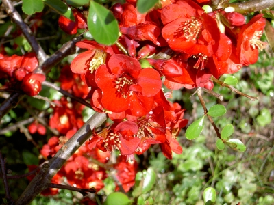 Red in spring