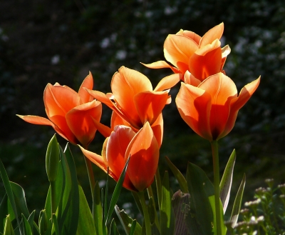"Tulipa"