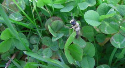 Fliege im Gras