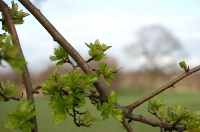 Baum und Blatt