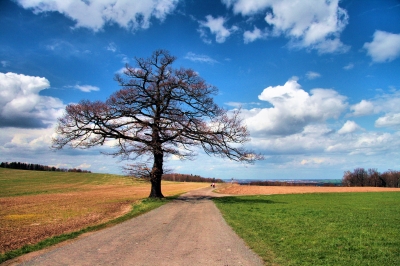 Eiche im Frühling