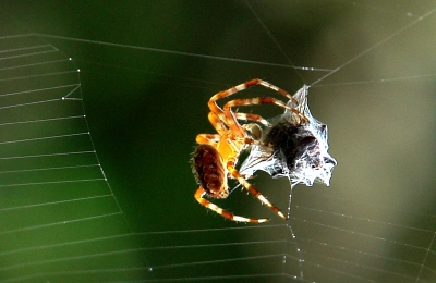 Spinne am Werk