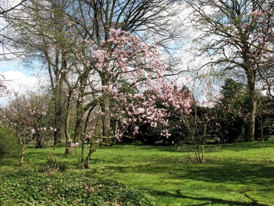 Köln Flora Magnolien