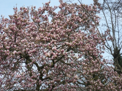 Blütenmeer in Oestrich Iserlohn