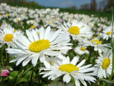 Gänseblümchen