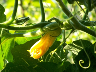 Zucchini Blüte 2