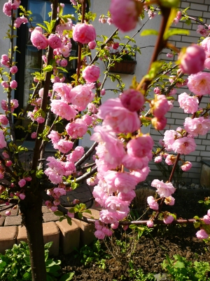 Mandelbaumblüte