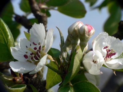 Apfelblüte und- knospen